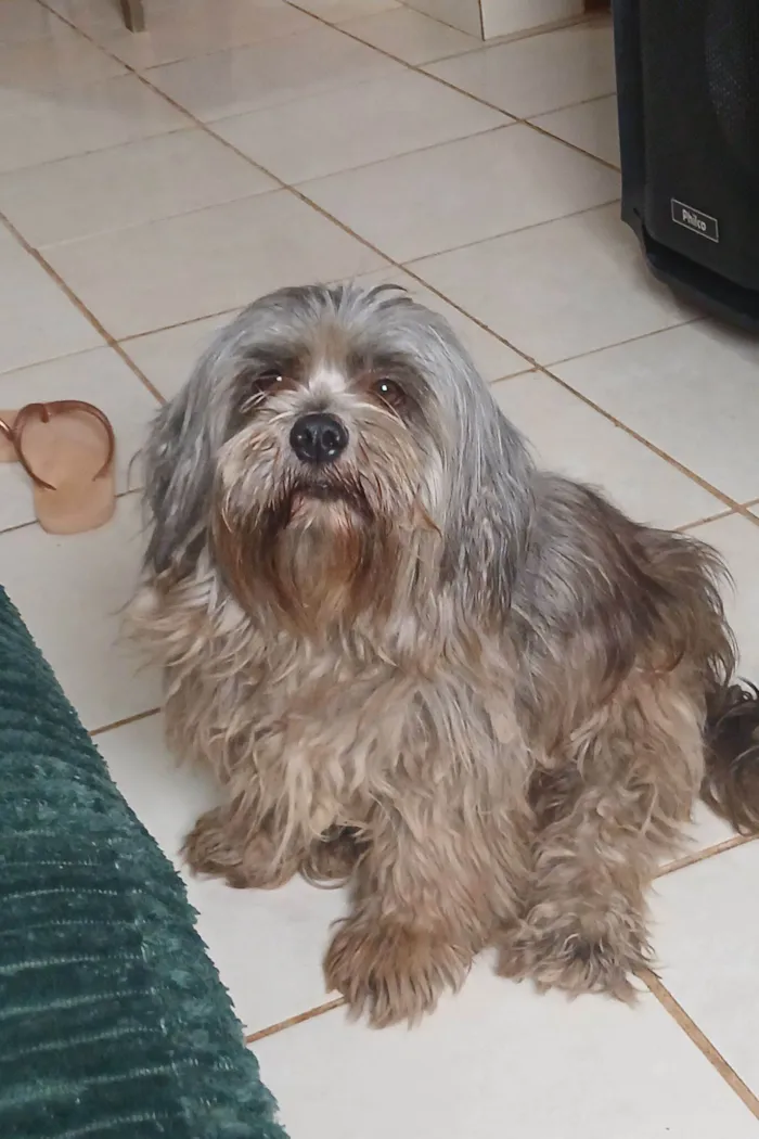 Cachorro raça Lhasa Apso idade 3 anos nome Prince