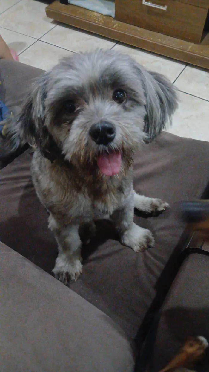 Cachorro raça Lhasa Apso idade 3 anos nome Prince