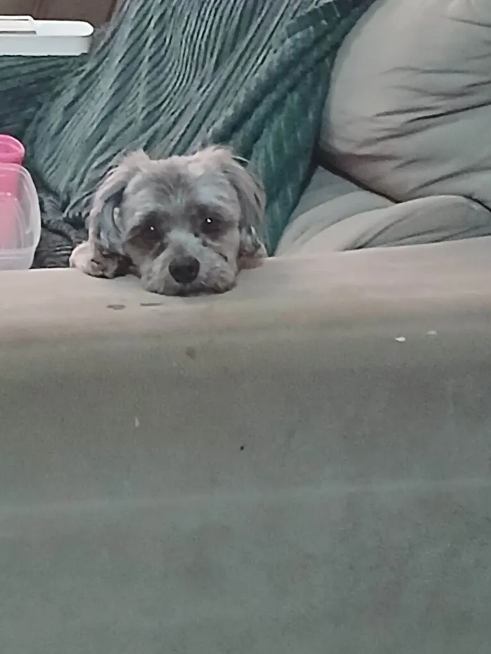 Cachorro raça Lhasa Apso idade 3 anos nome Prince