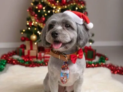 Cachorro raça Lhasa Apso idade 3 anos nome Prince