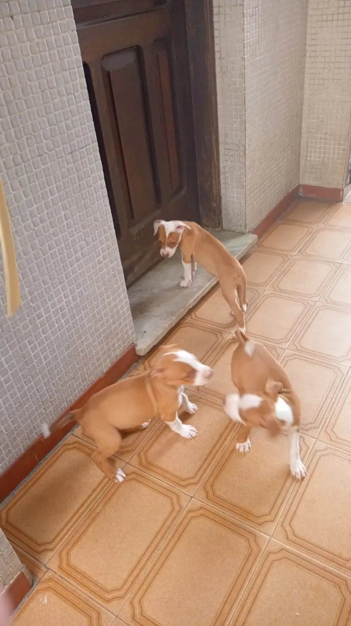 Cachorro raça Pit-Bull idade Abaixo de 2 meses nome Vários