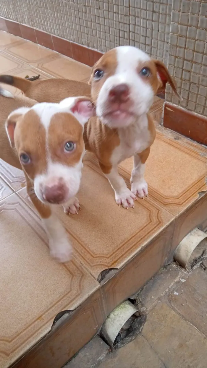Cachorro raça Pit-Bull idade Abaixo de 2 meses nome Vários
