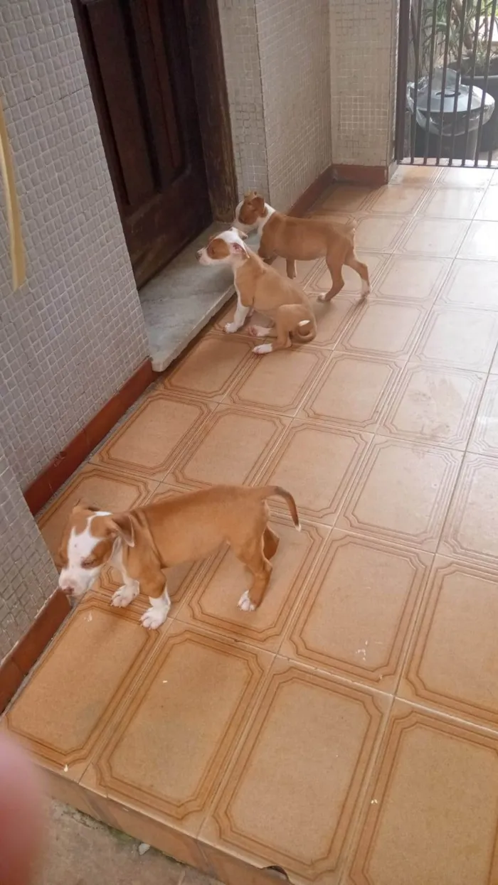 Cachorro raça Pit-Bull idade Abaixo de 2 meses nome Vários