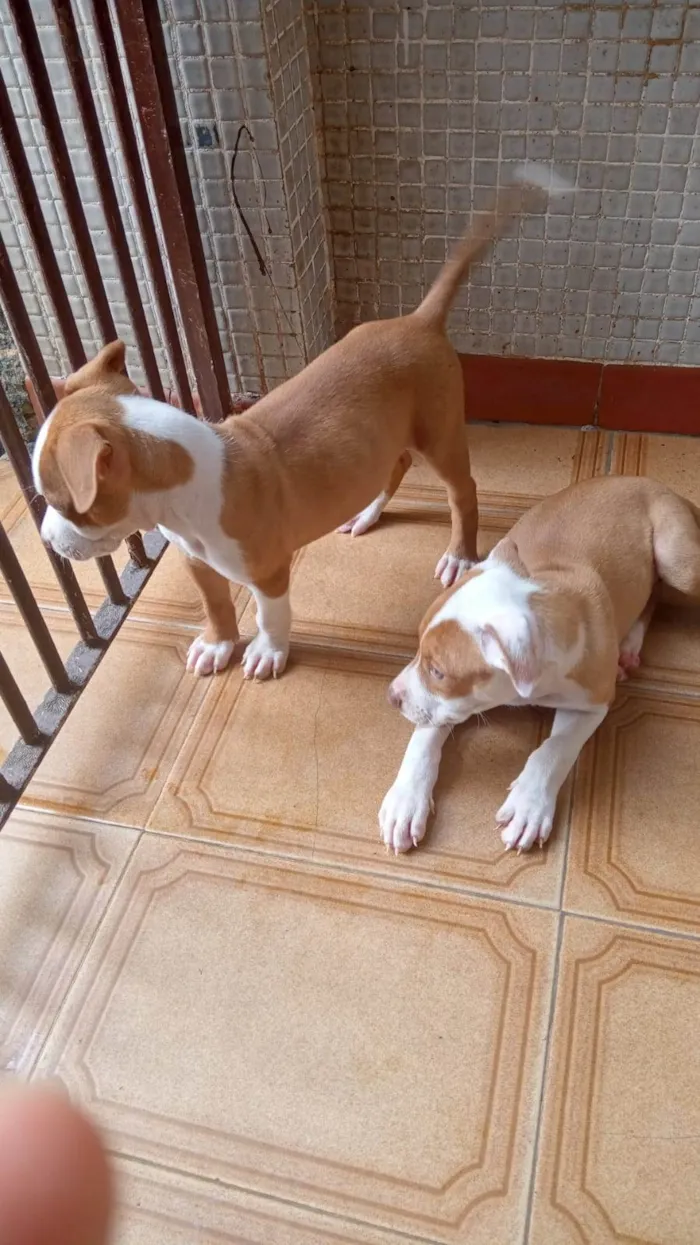 Cachorro raça Pit-Bull idade Abaixo de 2 meses nome Vários