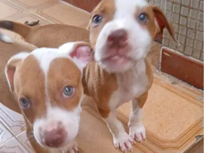 Cachorro raça Pit-Bull idade Abaixo de 2 meses nome Vários