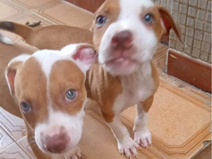 Cachorro raça Pit-Bull idade Abaixo de 2 meses nome Vários