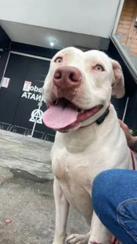 Cachorro raça Pit-Bull idade 3 anos nome Penélope 