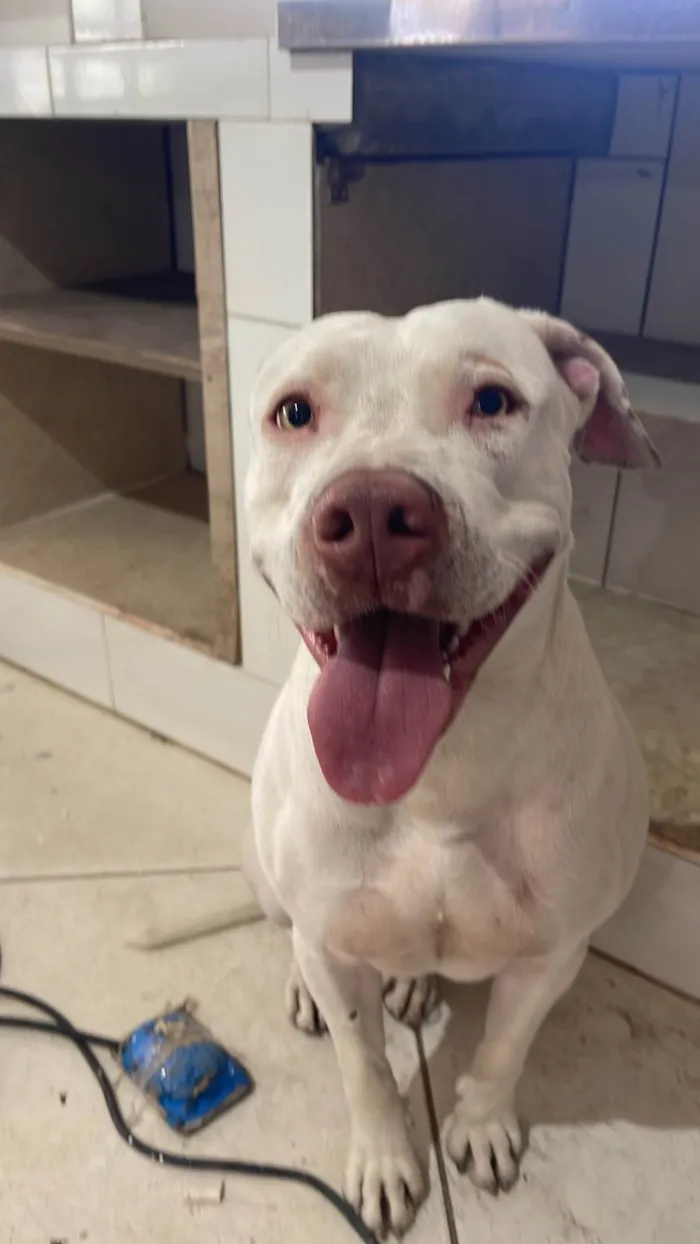 Cachorro raça Pit-Bull idade 3 anos nome Penélope 