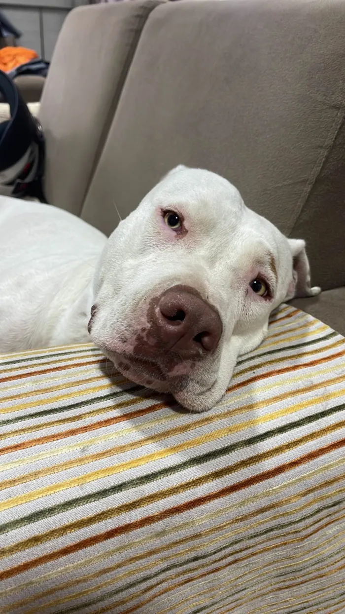Cachorro raça Pit-Bull idade 3 anos nome Penélope 