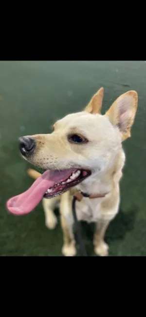 Cachorro raça SRD-ViraLata idade 1 ano nome Berenice 