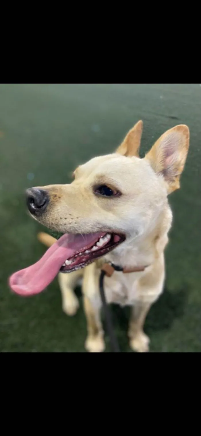 Cachorro raça SRD-ViraLata idade 1 ano nome Berenice 