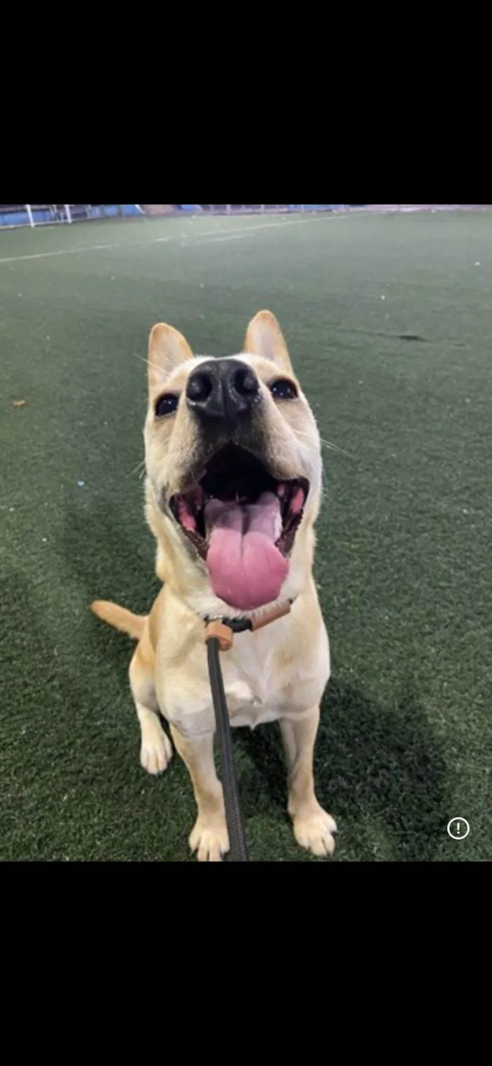 Cachorro raça SRD-ViraLata idade 1 ano nome Berenice 