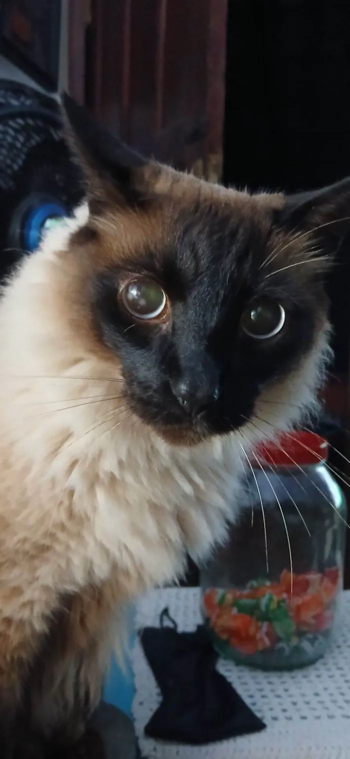 Gato raça Siamês idade 5 anos nome Tom