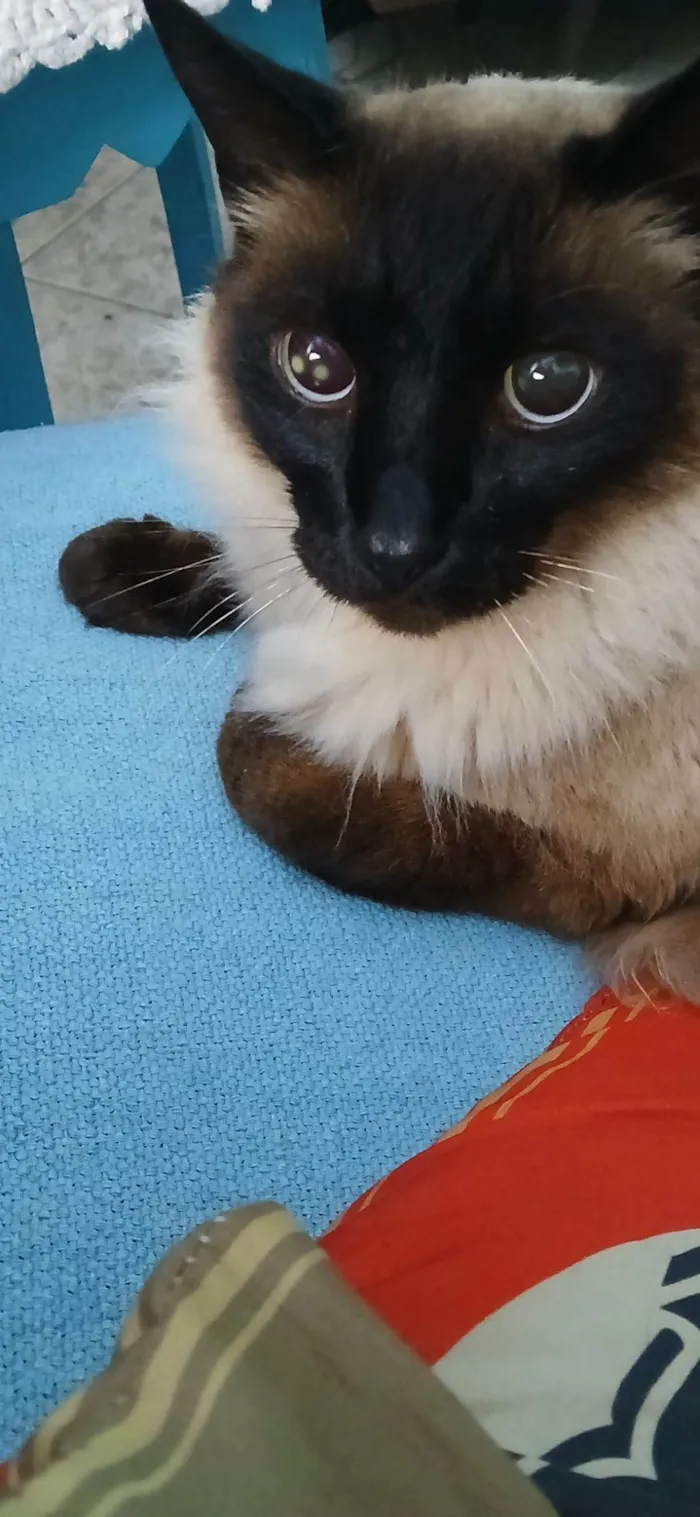 Gato raça Siamês idade 5 anos nome Tom