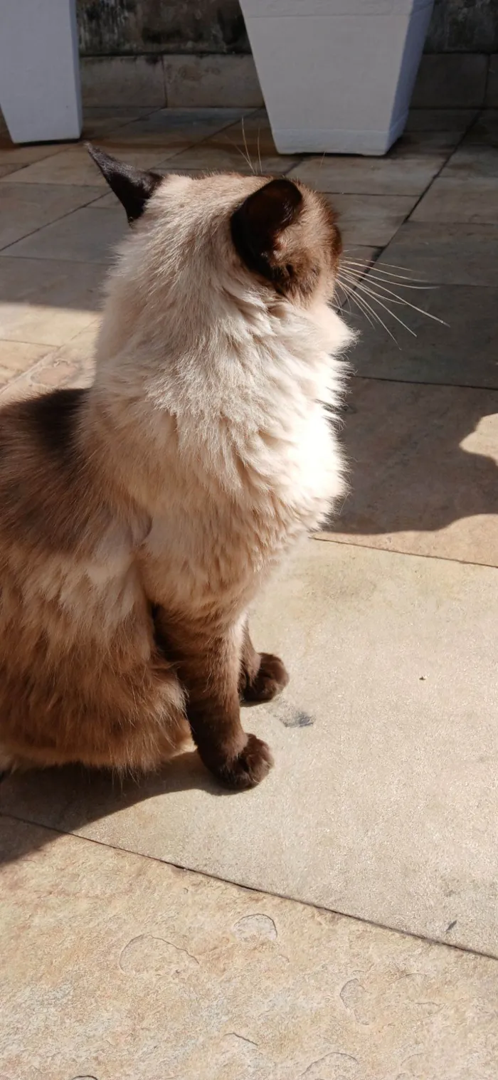 Gato raça Siamês idade 5 anos nome Tom