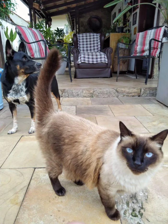 Gato raça Siamês idade 5 anos nome Tom