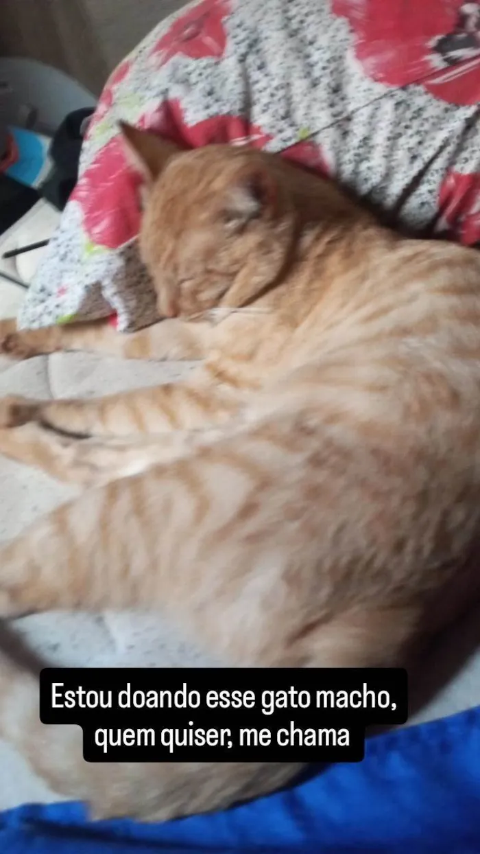 Gato raça Persa idade 2 anos nome Riahna e Amarelo