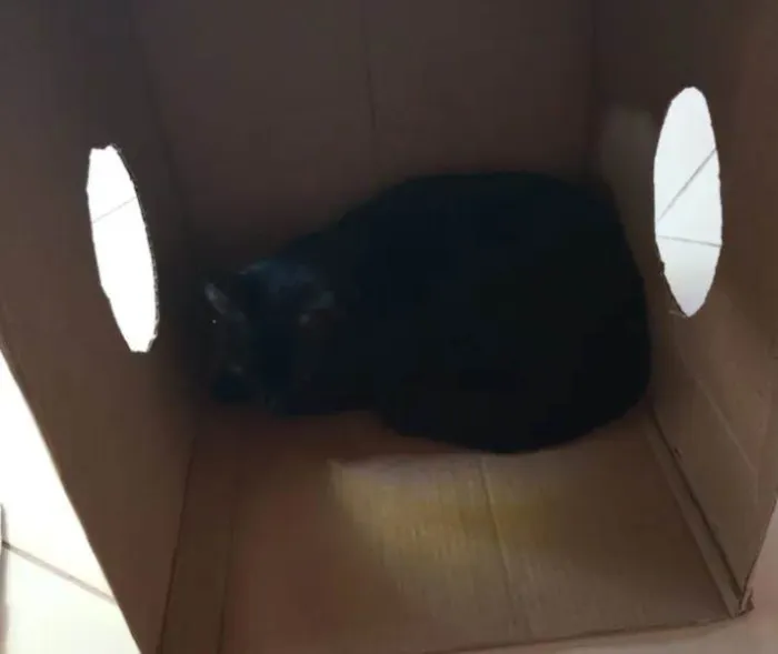 Gato raça Persa idade 2 anos nome Riahna e Amarelo