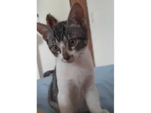 Gato raça SRD-ViraLata idade 2 a 6 meses nome Ainda não tem nome