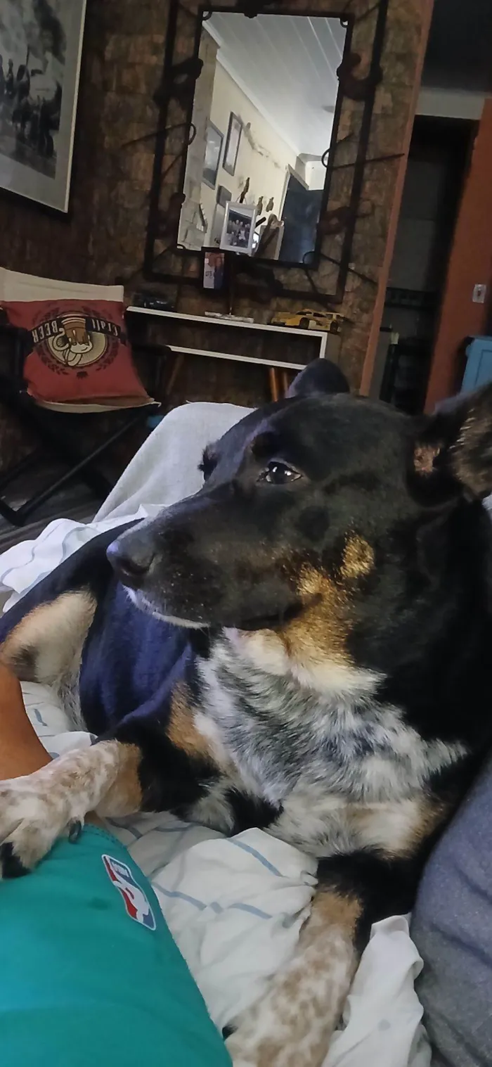 Cachorro raça Basset-Cofap idade 6 ou mais anos nome Brad