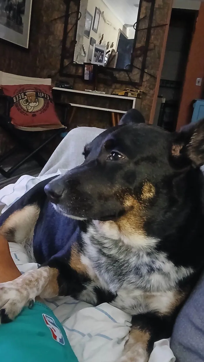 Cachorro raça Basset-Cofap idade 6 ou mais anos nome Brad