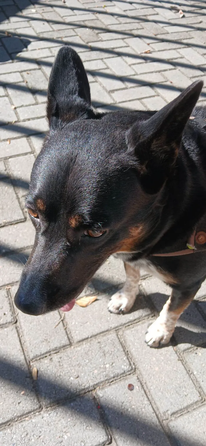 Cachorro raça Basset-Cofap idade 6 ou mais anos nome Brad