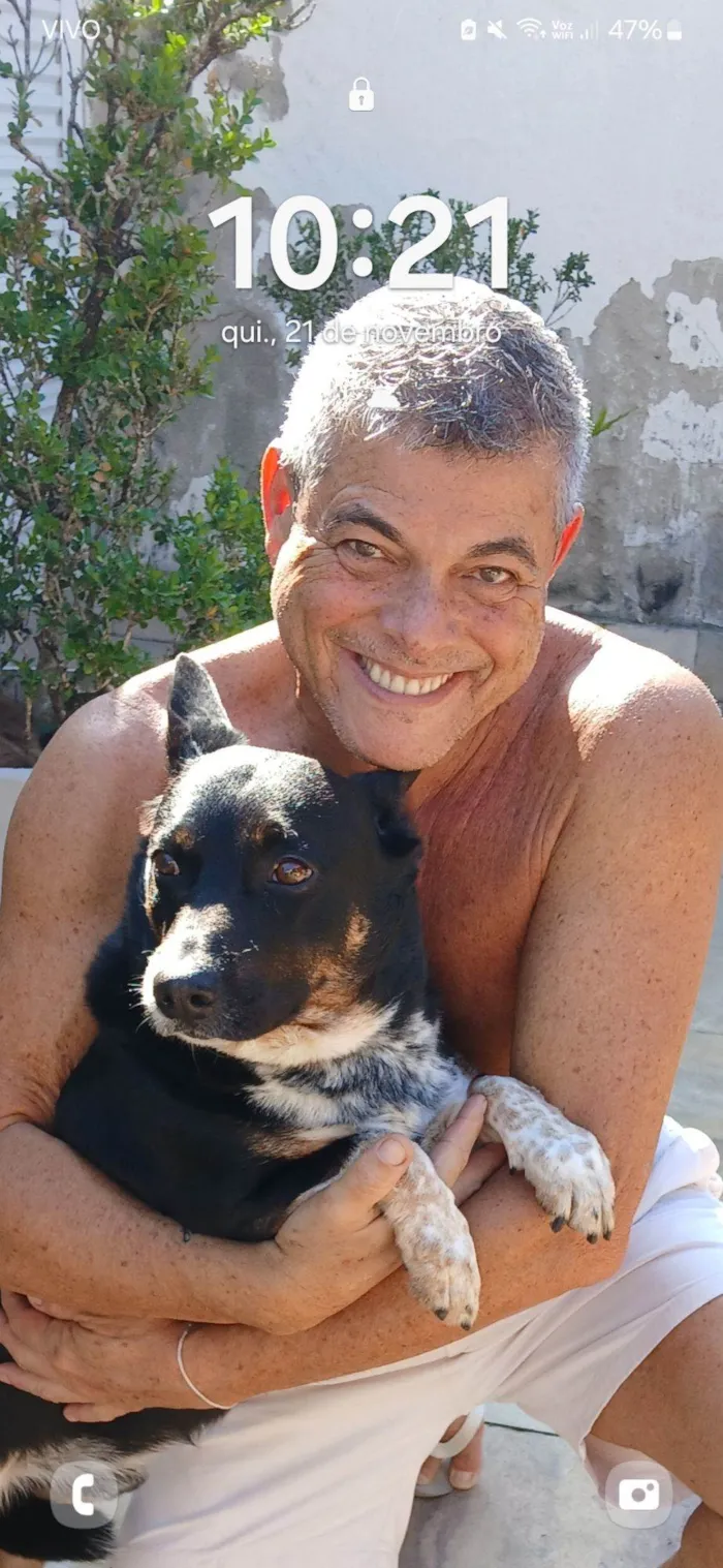 Cachorro raça Basset-Cofap idade 6 ou mais anos nome Brad