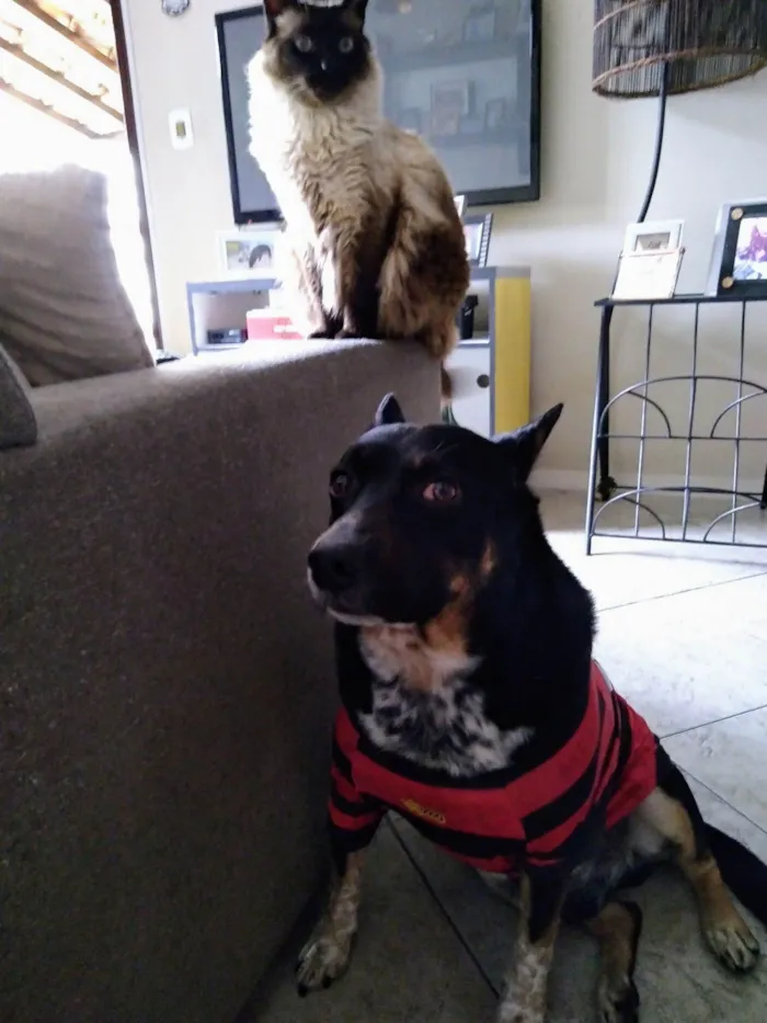 Cachorro raça Basset-Cofap idade 6 ou mais anos nome Brad