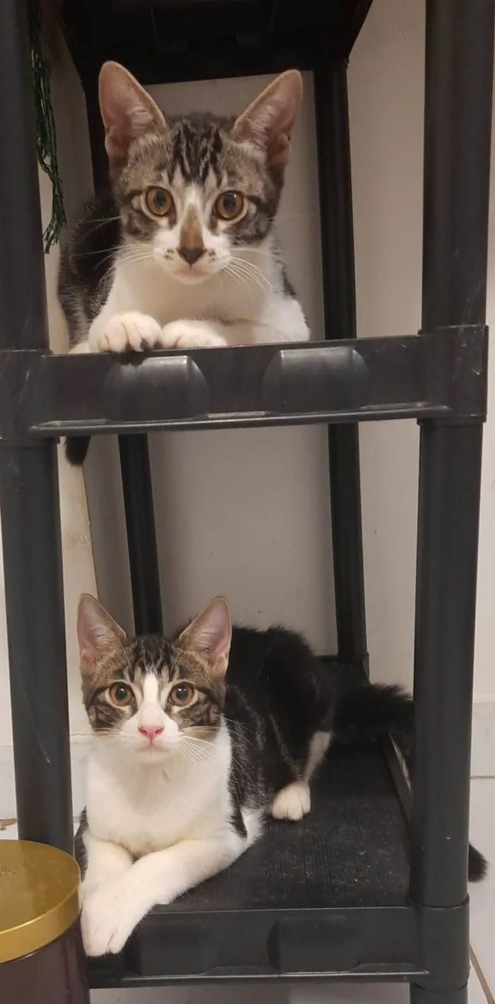 Gato raça SRD-ViraLata idade 2 a 6 meses nome Ainda não tem nome 2