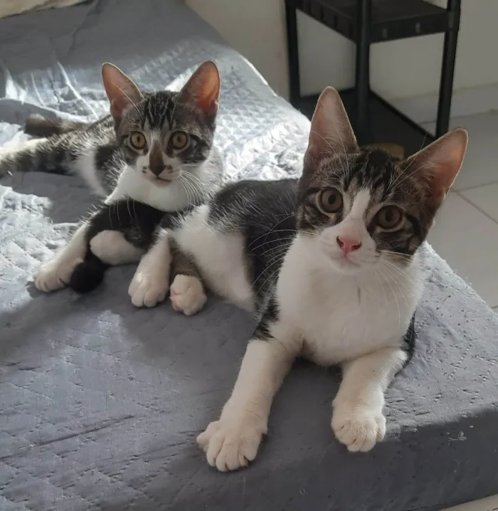 Gato raça SRD-ViraLata idade 2 a 6 meses nome Ainda não tem nome 2