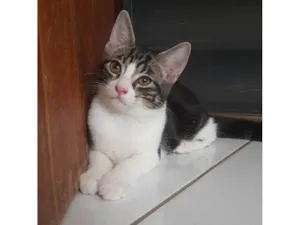 Gato raça SRD-ViraLata idade 2 a 6 meses nome Ainda não tem nome 2