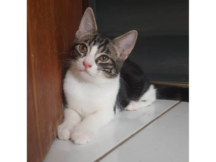 Gato raça SRD-ViraLata idade 2 a 6 meses nome Ainda não tem nome 2