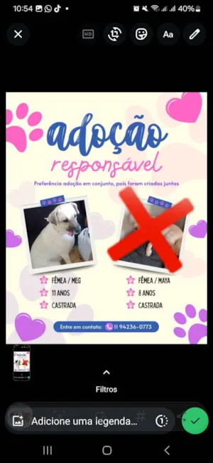 Cachorro raça SRD-ViraLata idade 6 ou mais anos nome Meg