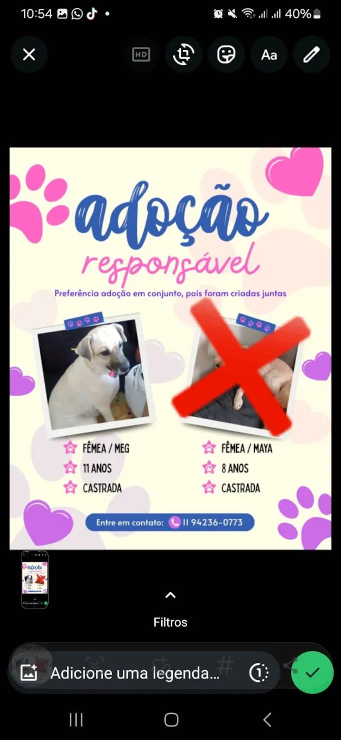 Cachorro raça SRD-ViraLata idade 6 ou mais anos nome Meg