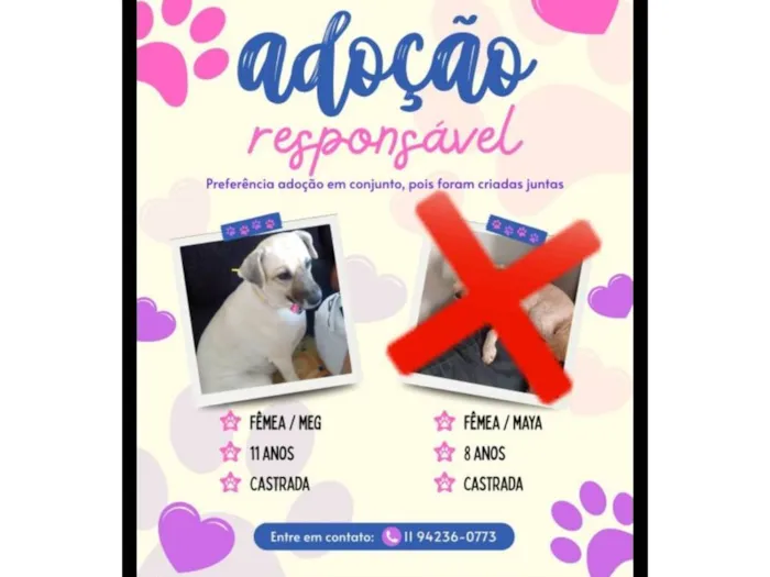 Cachorro raça SRD-ViraLata idade 6 ou mais anos nome Meg