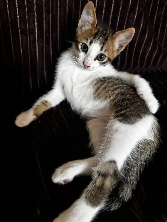 Gato raça SRD-ViraLata idade 2 a 6 meses nome Regina Aparecida rita serafim