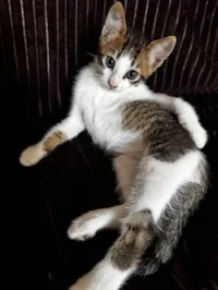 Regina Aparecida rita serafim