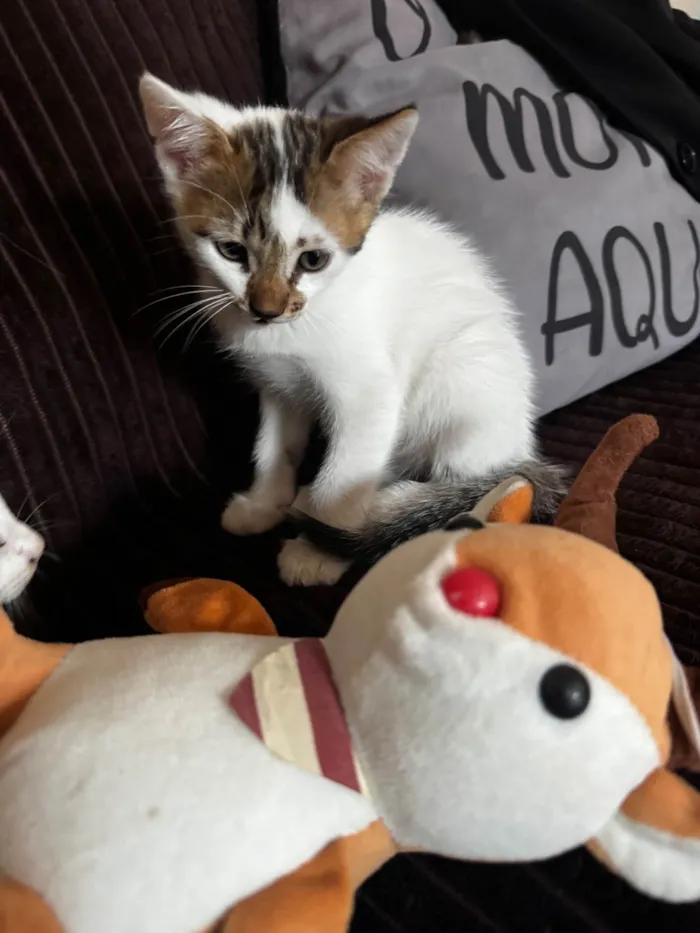 Gato raça SRD-ViraLata idade 2 a 6 meses nome Regina Aparecida rita serafim