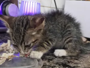 Gato raça SRD-ViraLata idade Abaixo de 2 meses nome Sem nome 