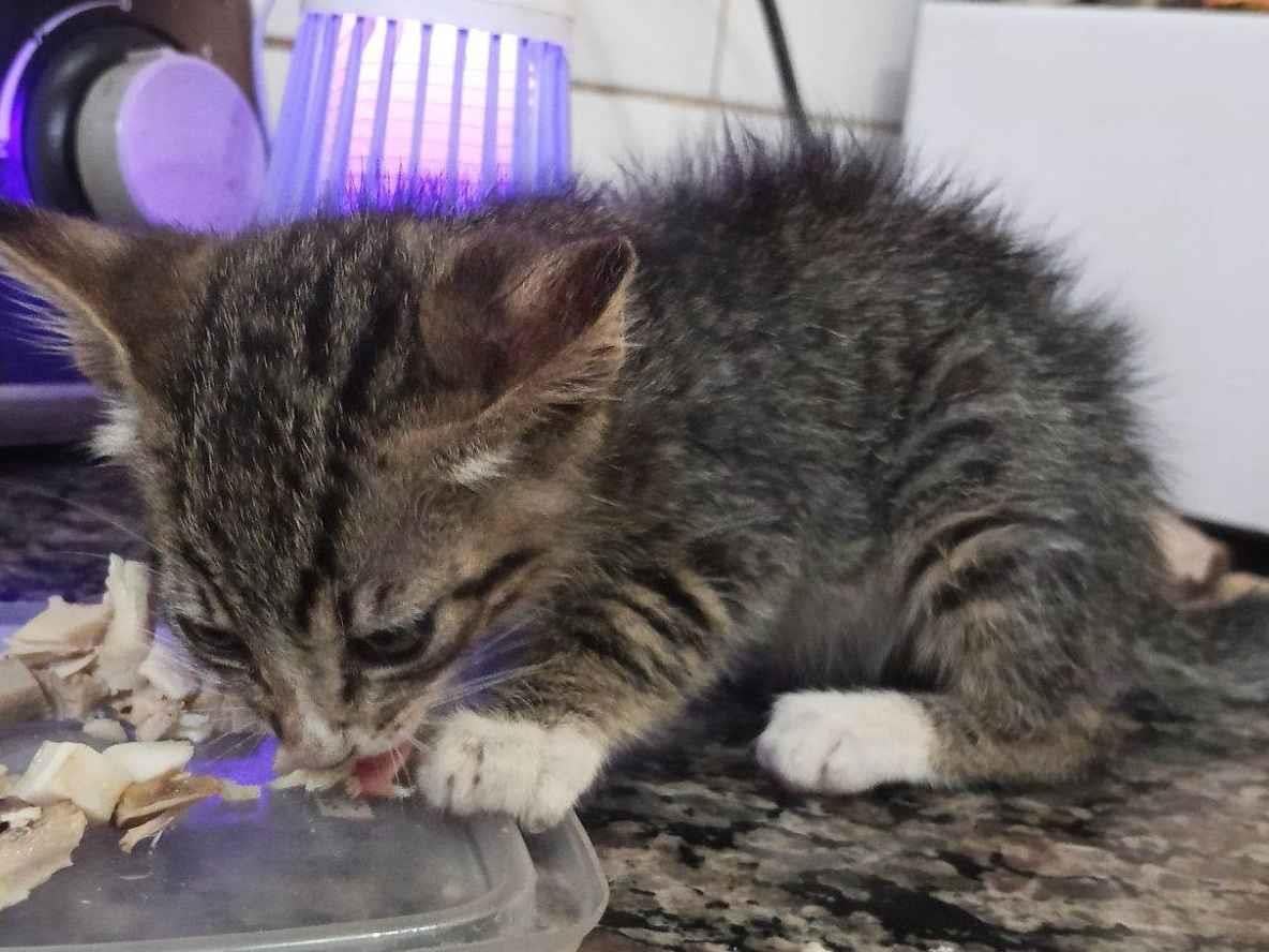 Gato raça SRD-ViraLata idade Abaixo de 2 meses nome Sem nome 