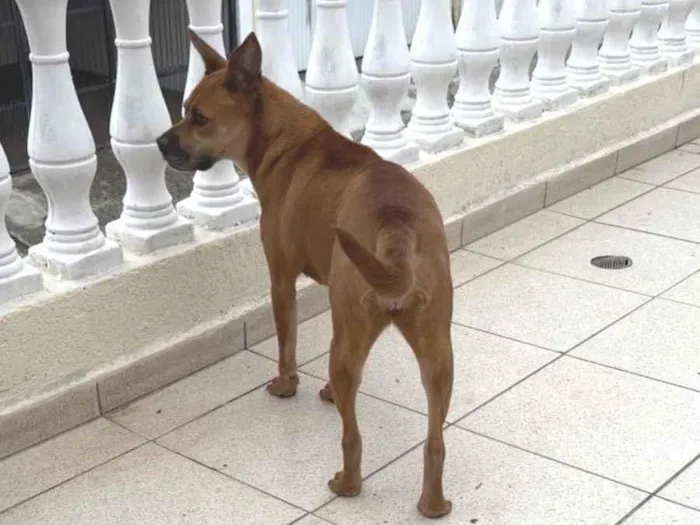 Cachorro raça SRD-ViraLata idade 3 anos nome Day