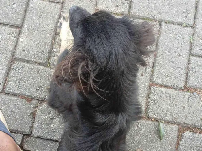 Cachorro raça Pequinês idade 2 a 6 meses nome Gucci