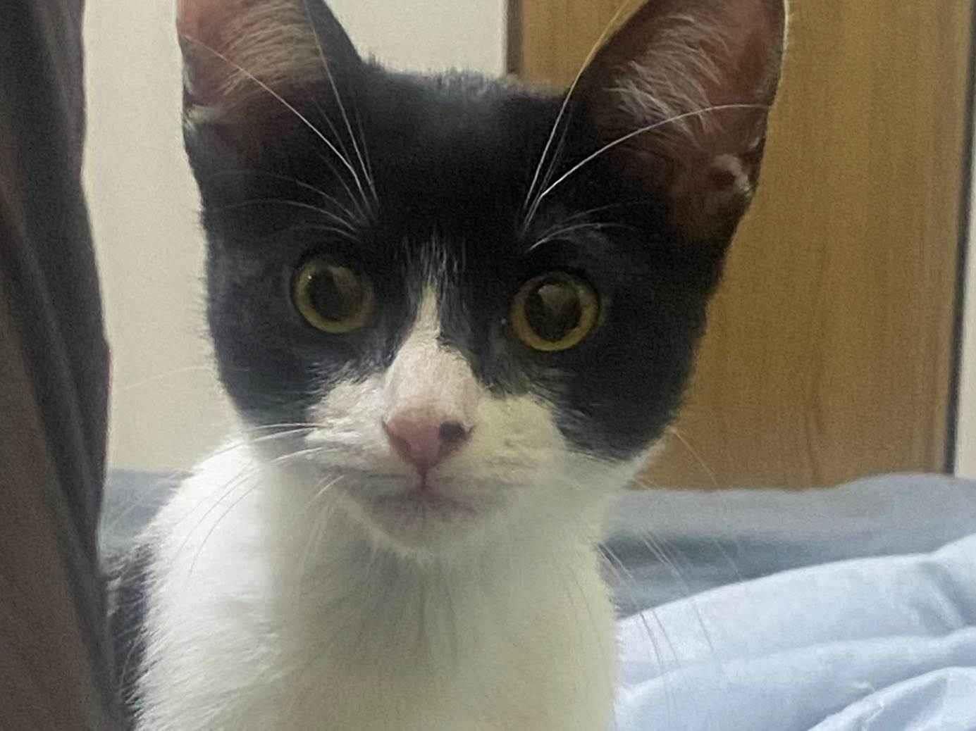 Gato raça SRD-ViraLata idade 2 a 6 meses nome Pitica 