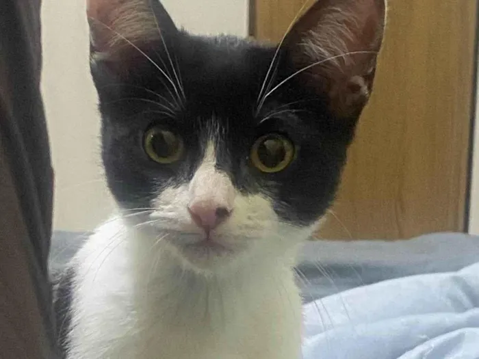 Gato raça SRD-ViraLata idade 2 a 6 meses nome Pitica 