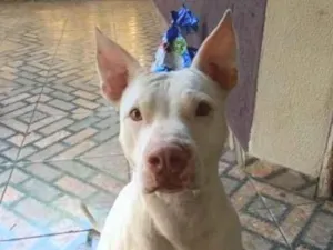Cachorro raça Pit-Bull idade 4 anos nome Athena