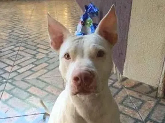 Cachorro raça Pit-Bull idade 4 anos nome Athena