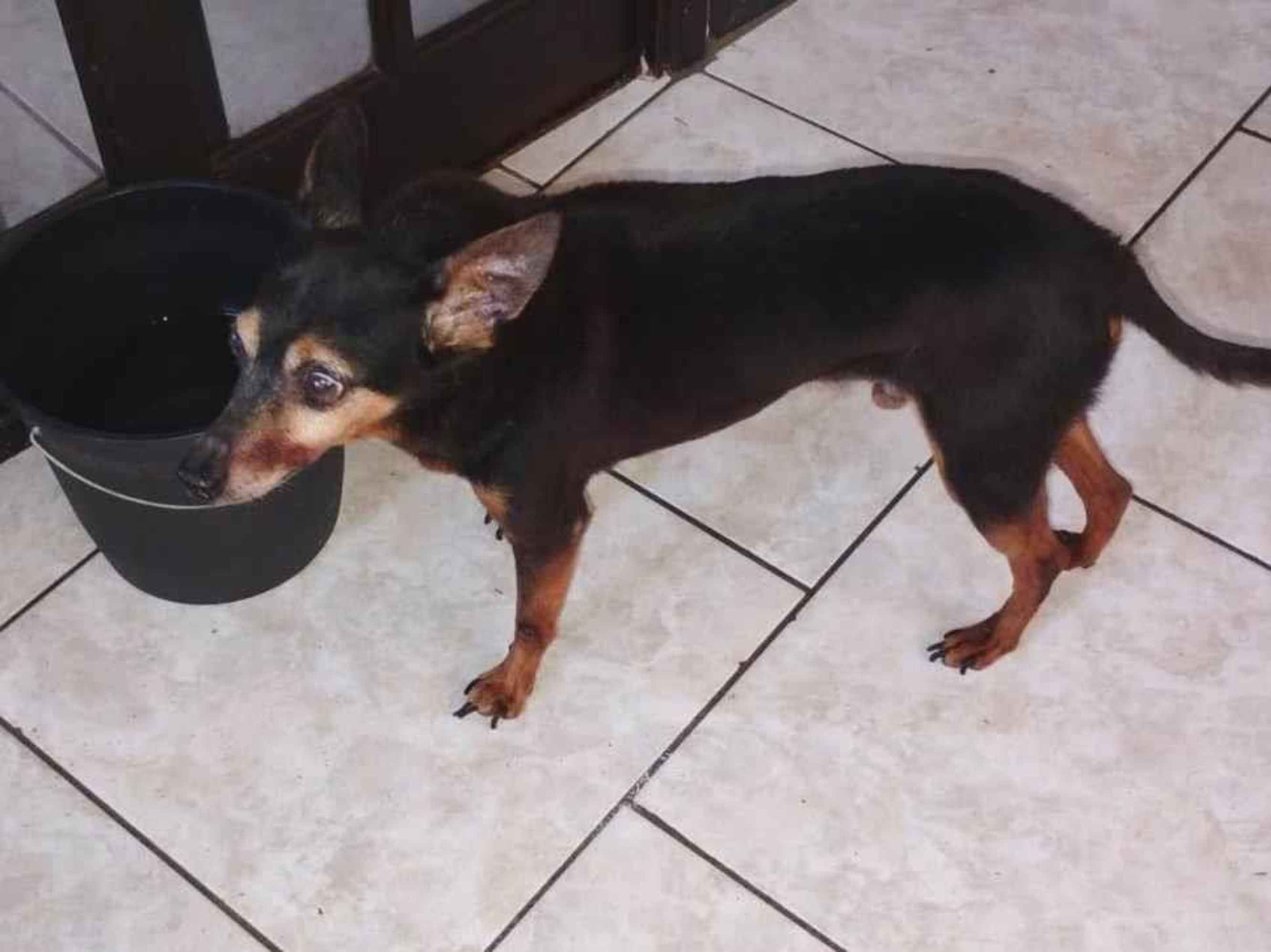 Cachorro raça SRD-ViraLata idade 6 ou mais anos nome Dudu 
