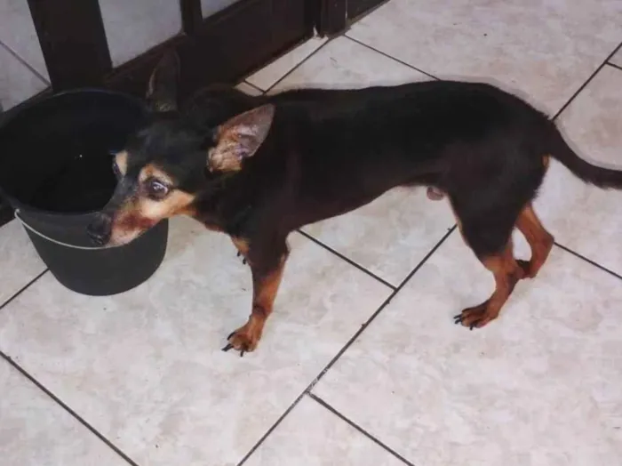 Cachorro raça SRD-ViraLata idade 6 ou mais anos nome Dudu 