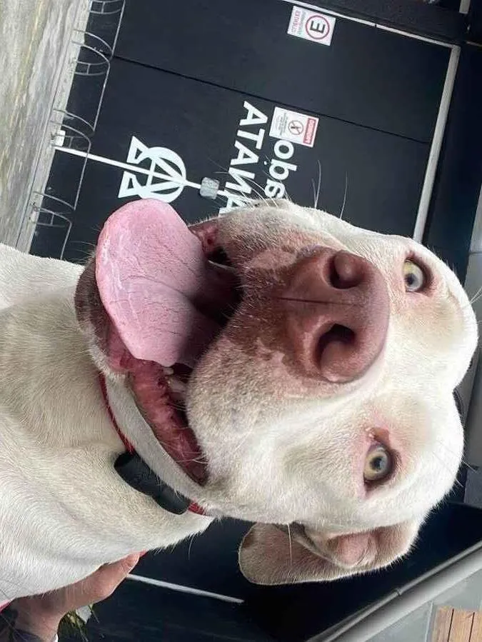 Cachorro raça Pit-Bull idade 3 anos nome Penélope 