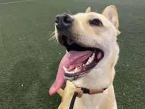 Cachorro raça SRD-ViraLata idade 1 ano nome Berenice 